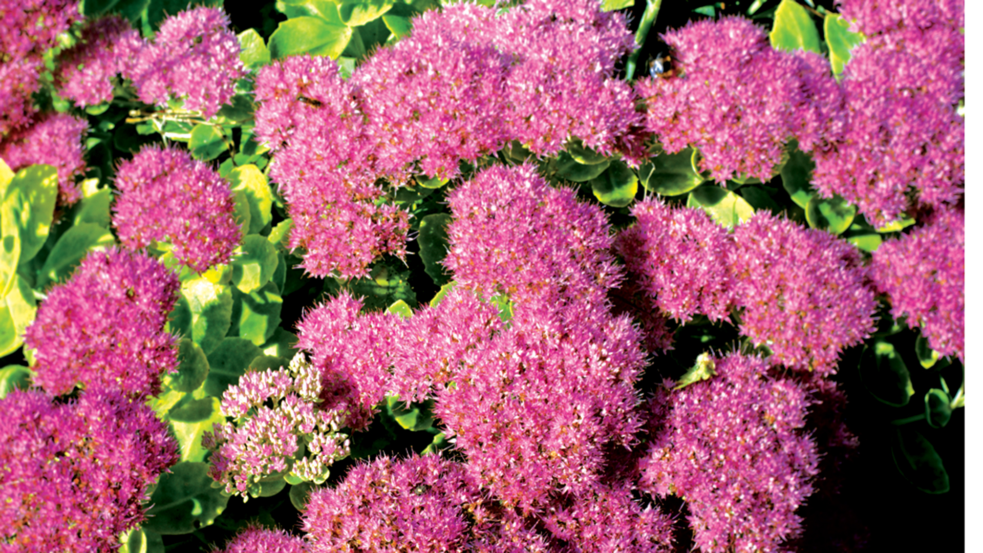 Pink sedum bush