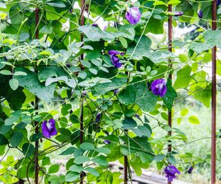 purple butterfly pea plant growing on fence