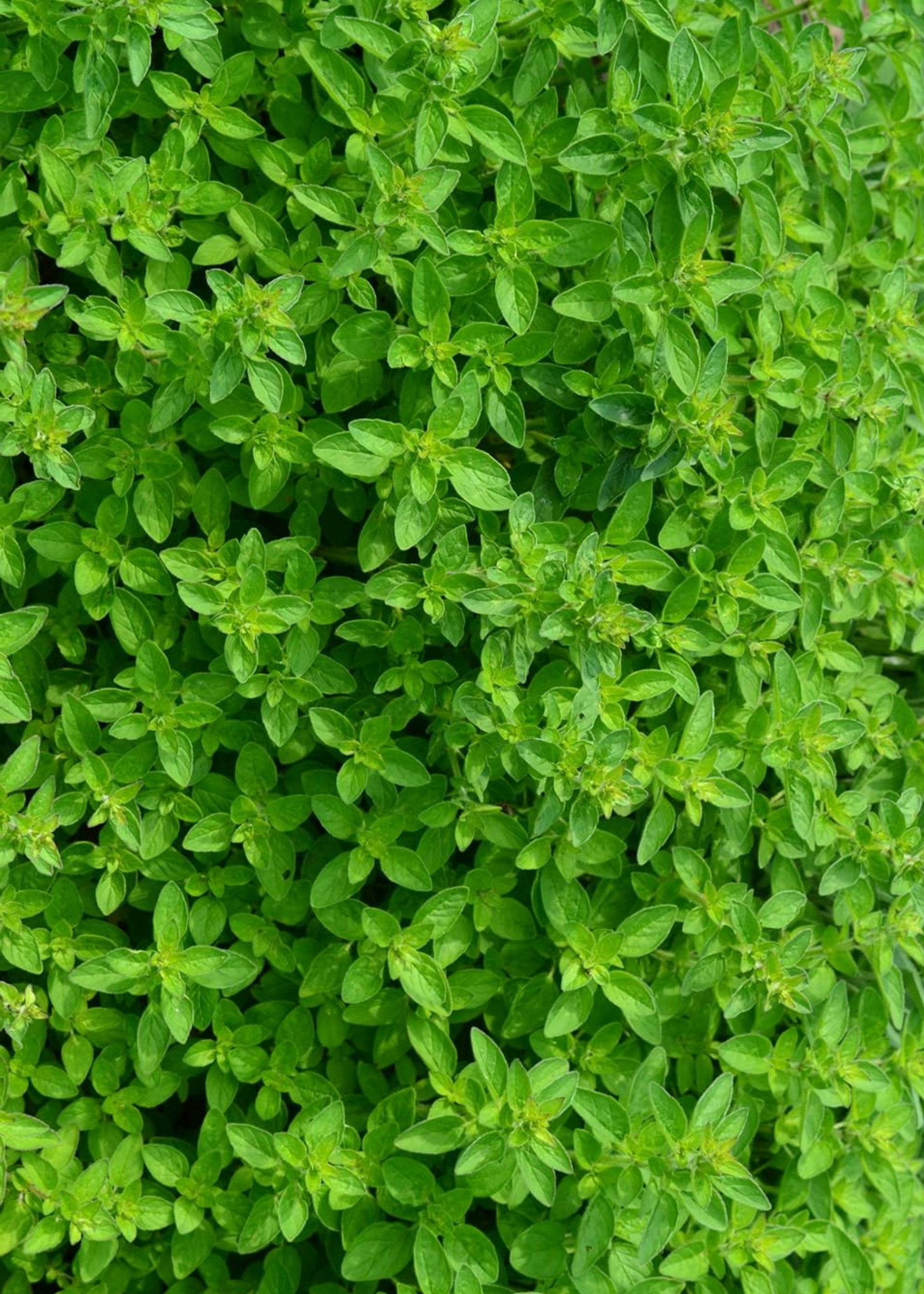 A patch of oregano