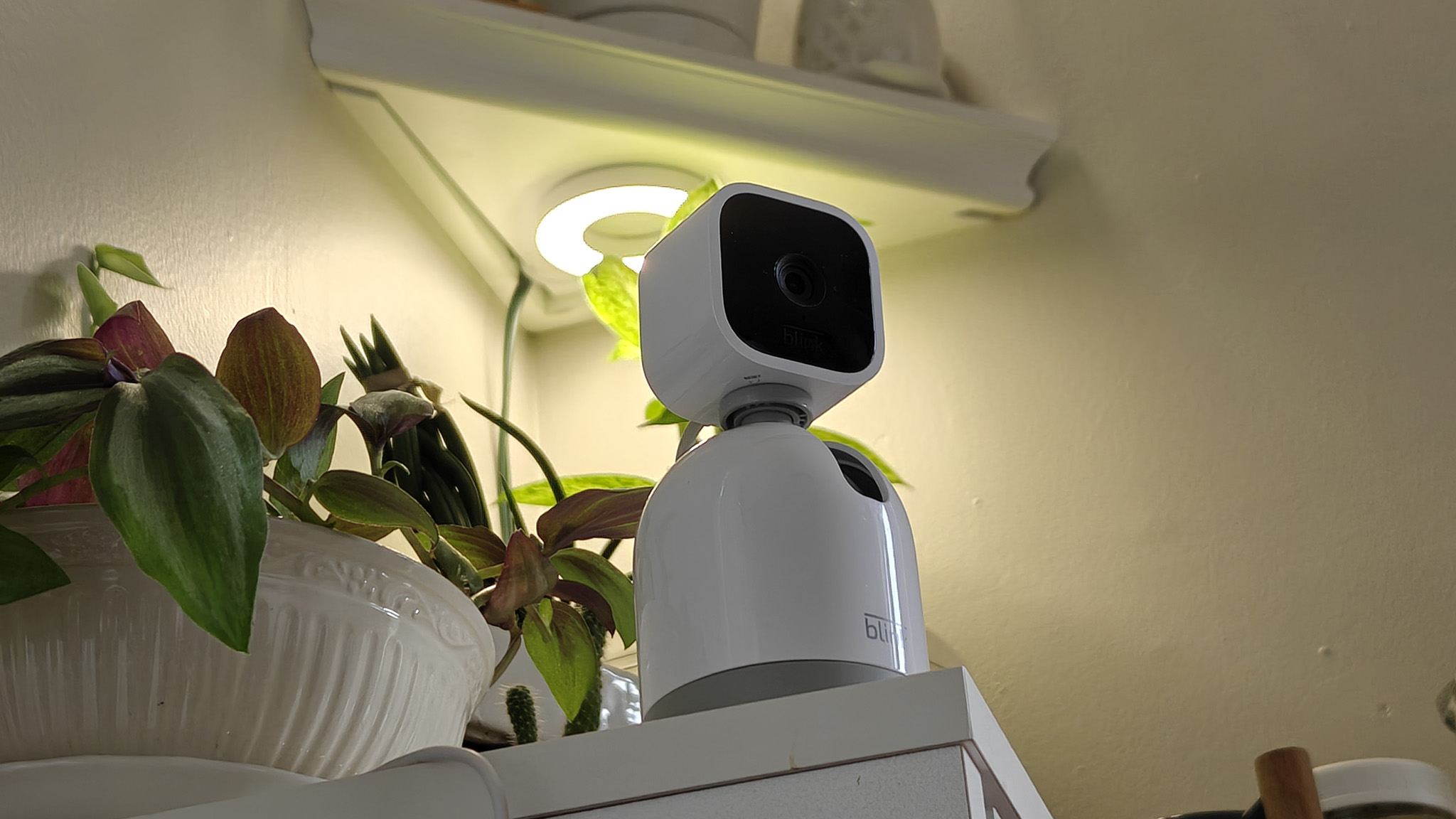 A Blink Mini Pan-Tilt camera on a shelf with plants