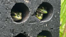 A picture of three frogs sitting in little holes in a concrete "frog sauna"