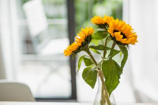 Vase of sunflowers in living room