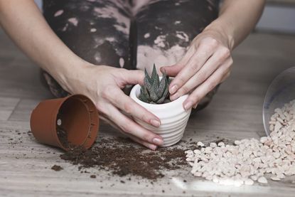 Person Repotting A Small Succulent Plant