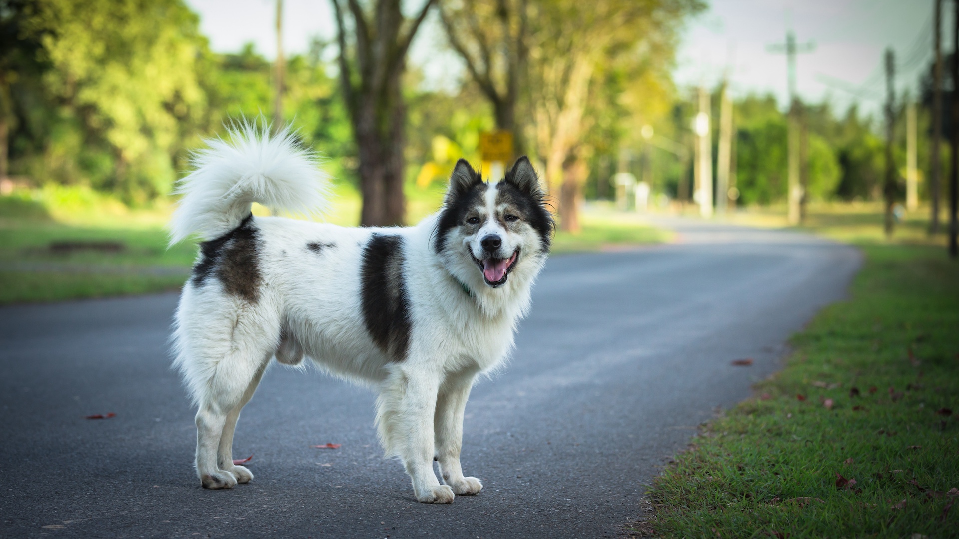 Thai Bangkaew dog on road