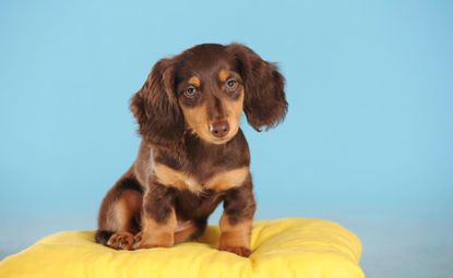 sausage dog cake