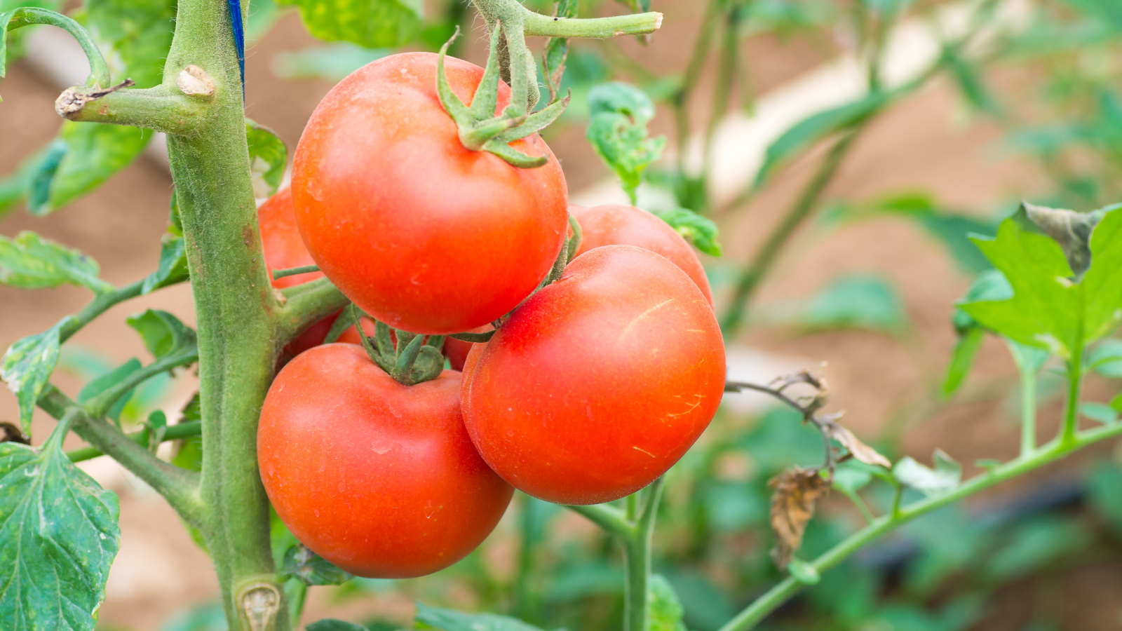 Juicy red tomatoes growing on a plant
