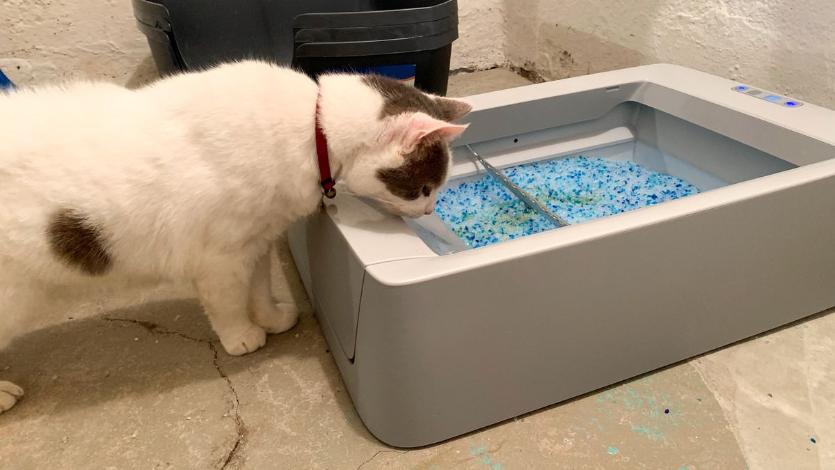 Petsafe ScoopFree Smart SelfCleaning Litterbox review Tom's Guide