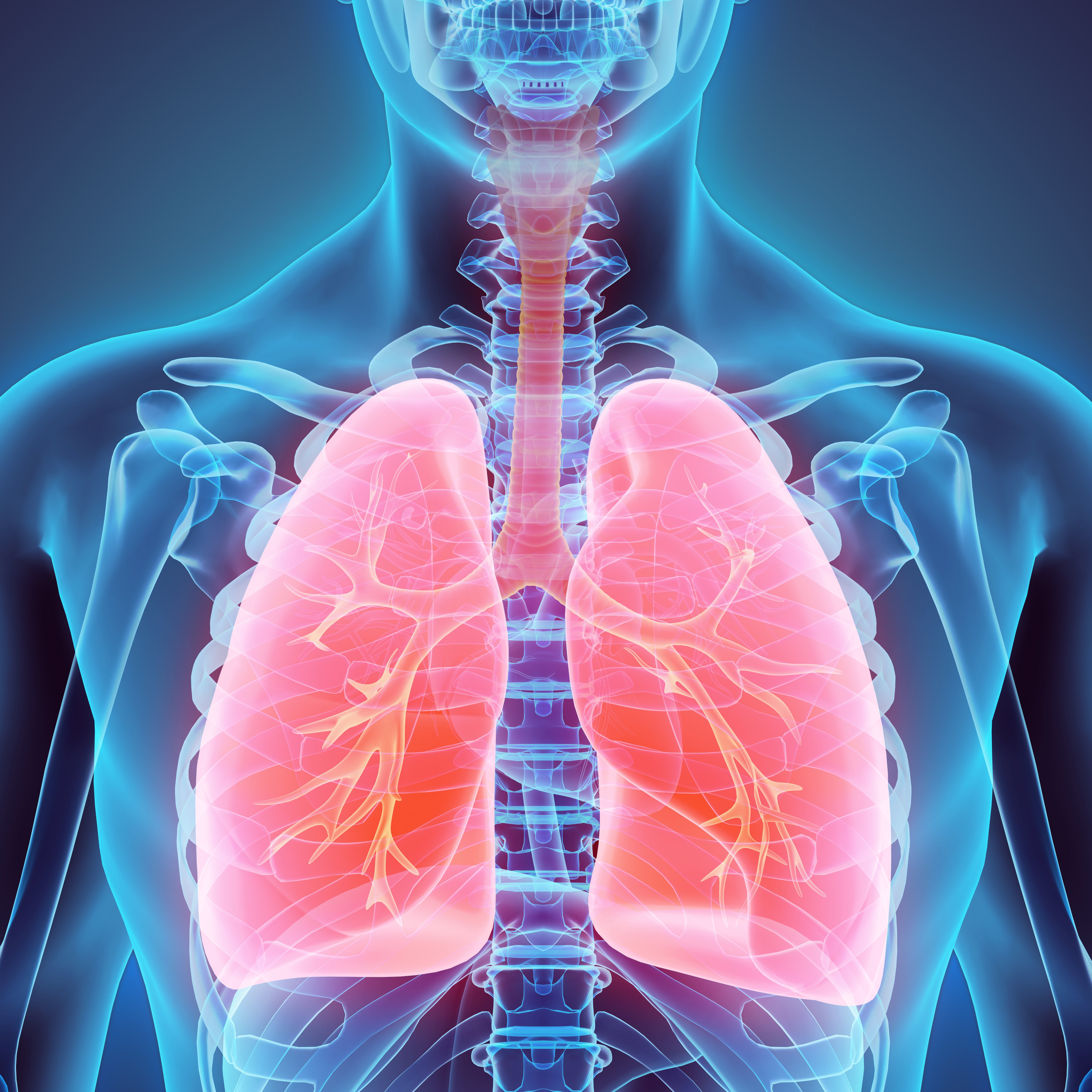 Illustration of lungs