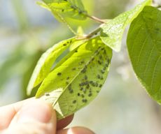 Aphids on the underside of a leaf