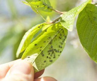 Aphids on the underside of a leaf