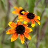 Prairie Glow Black - Eyed Susan