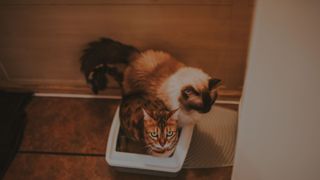 Two cats standing in a litter box