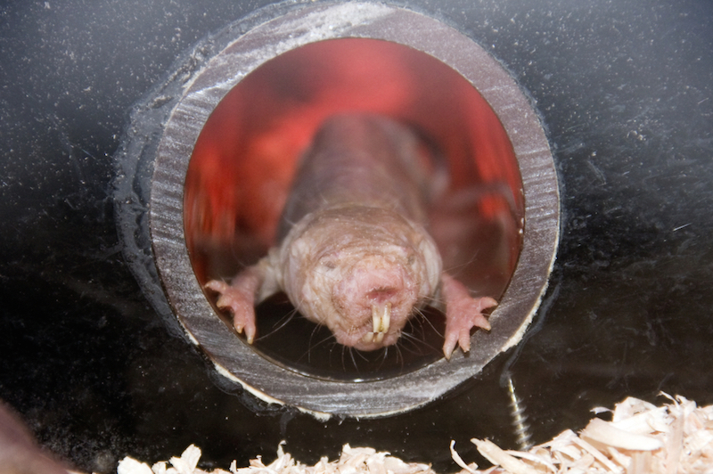 1st Case of Cancer in Naked Mole Rats Confirmed | Live Science
