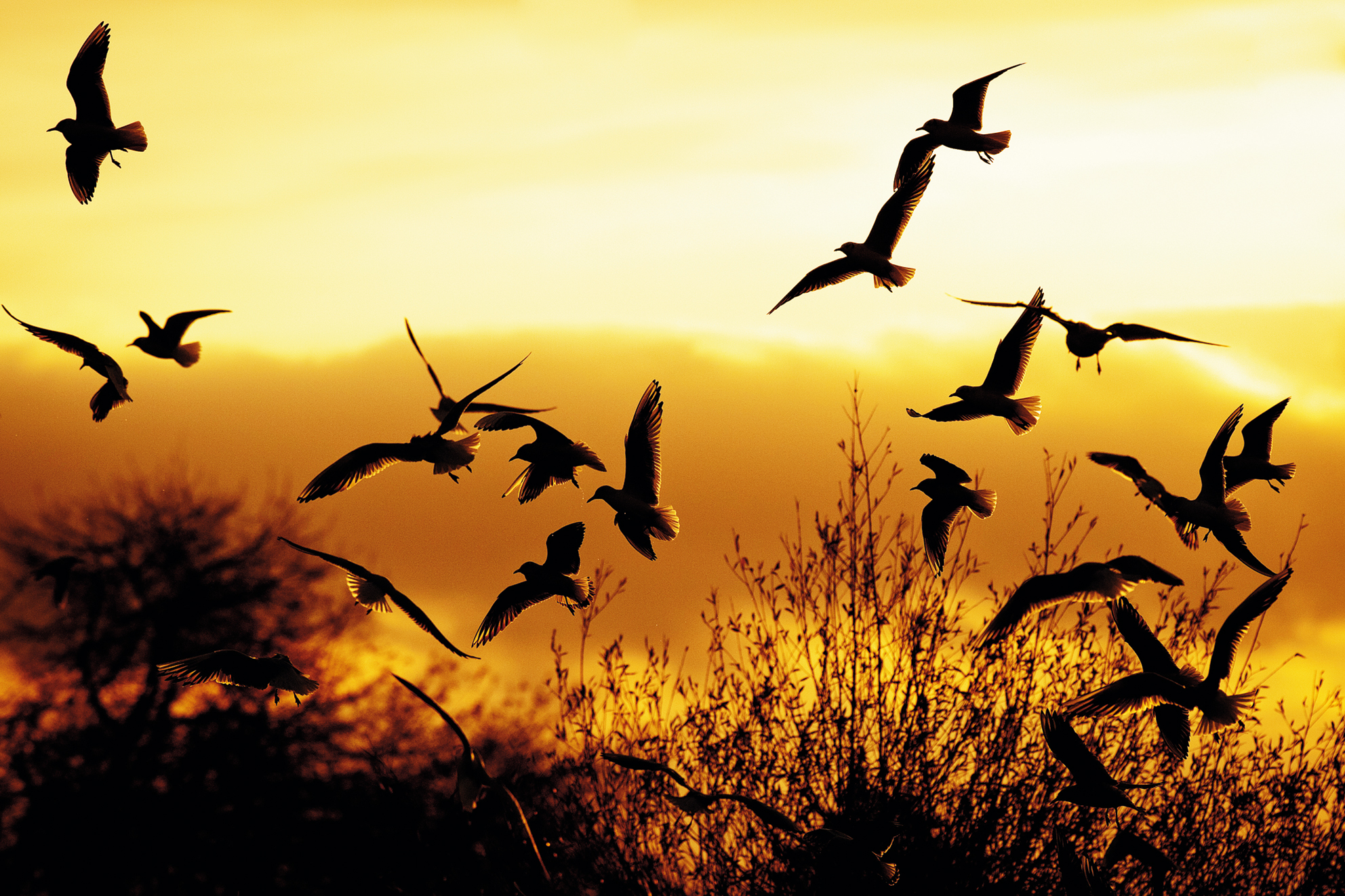 A flock of birds flies across a vibrant orange and yellow sky at sunset. Silhouetted against the light, they soar above tree outlines