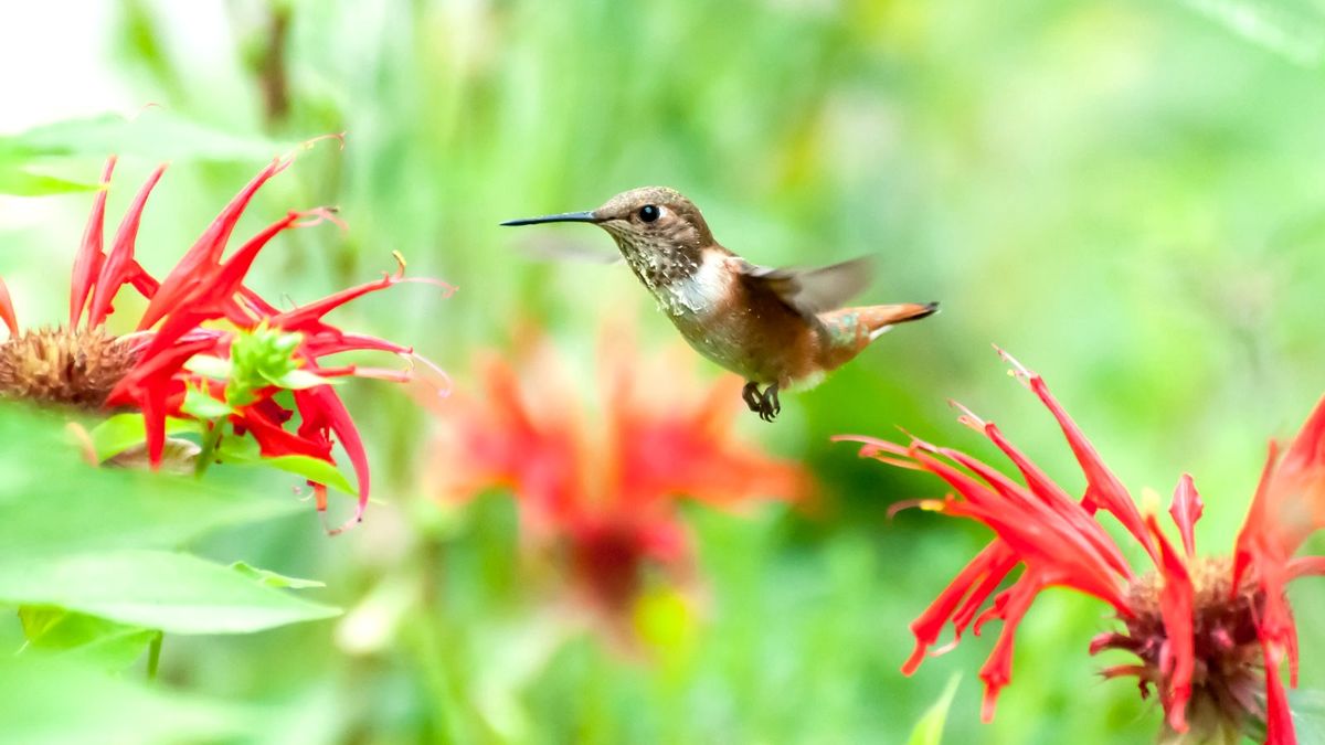 What Bird is Attracted to Red Flowers: Discover Stunning Visitors