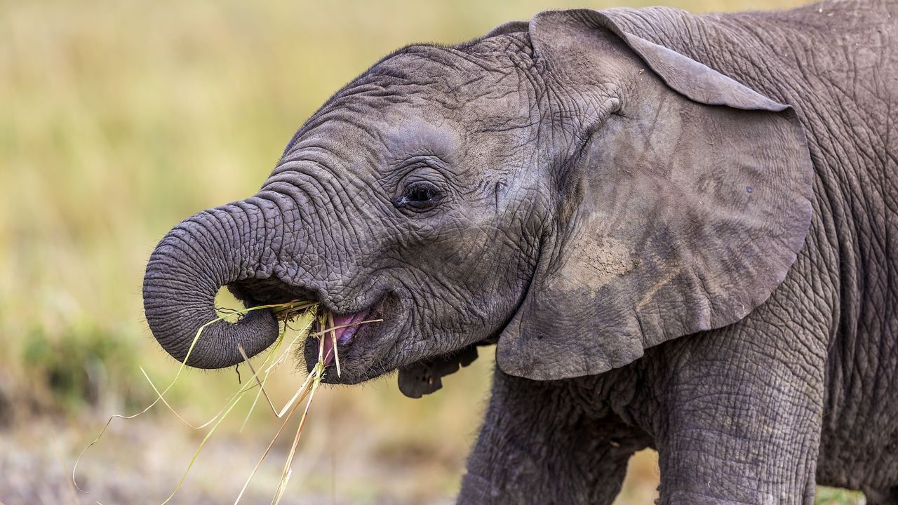 a baby elephant eating grass