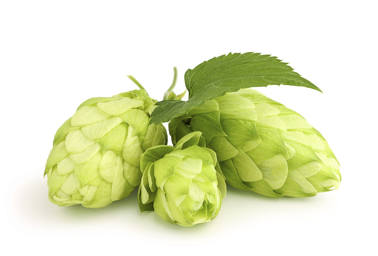 IPA fans, beware: Hops supply isn&amp;#039;t meeting craft-brewer demand