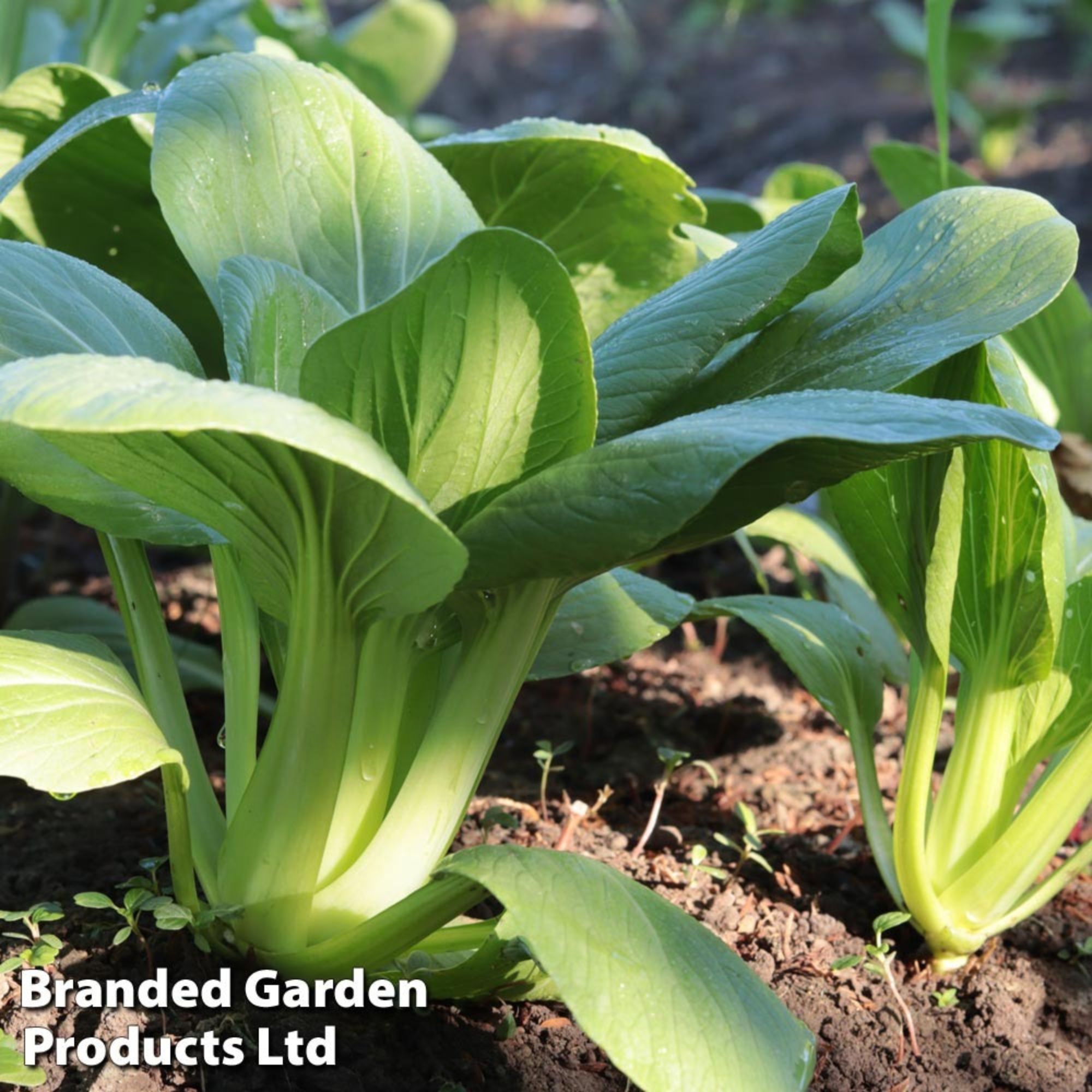 Pak Choi