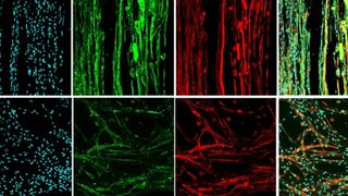 A series of 8 boxes showing various cell types with some blue tinted, some green tinted, and some red tinted