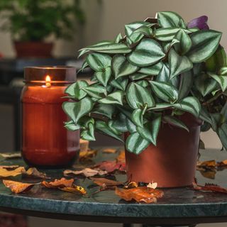 Tradescantia zebrina in pot by candle