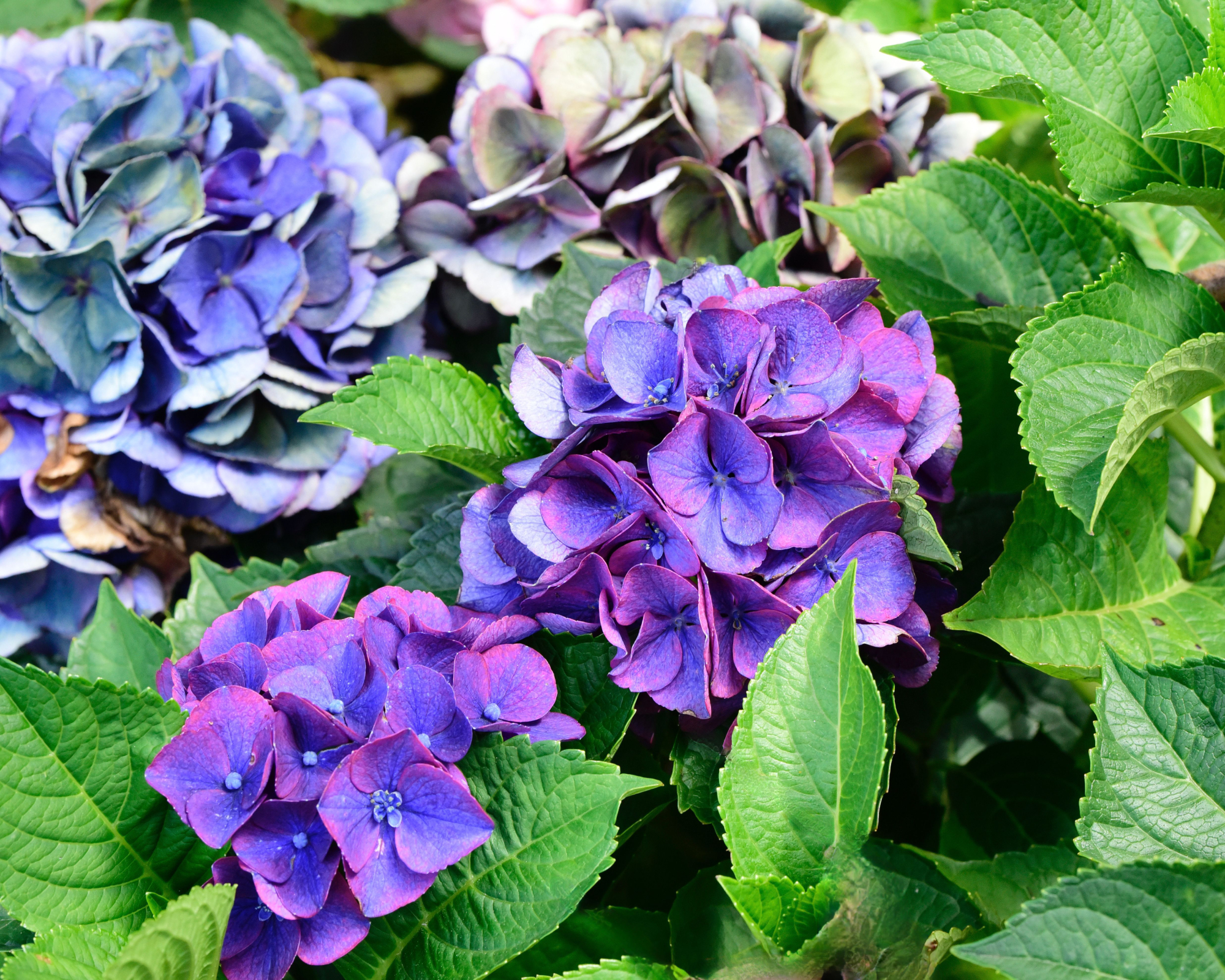 Blue and purple Seaside Serenade hydrangea blooms