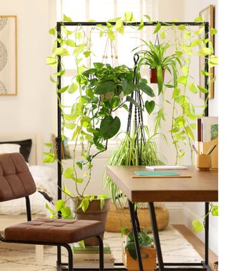 DIY plant room divider featuring variety of hanging and trailing plants in bedroom-cum-home office.