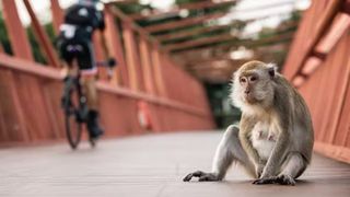 A contemplative long-tailed macaque in Singapore.