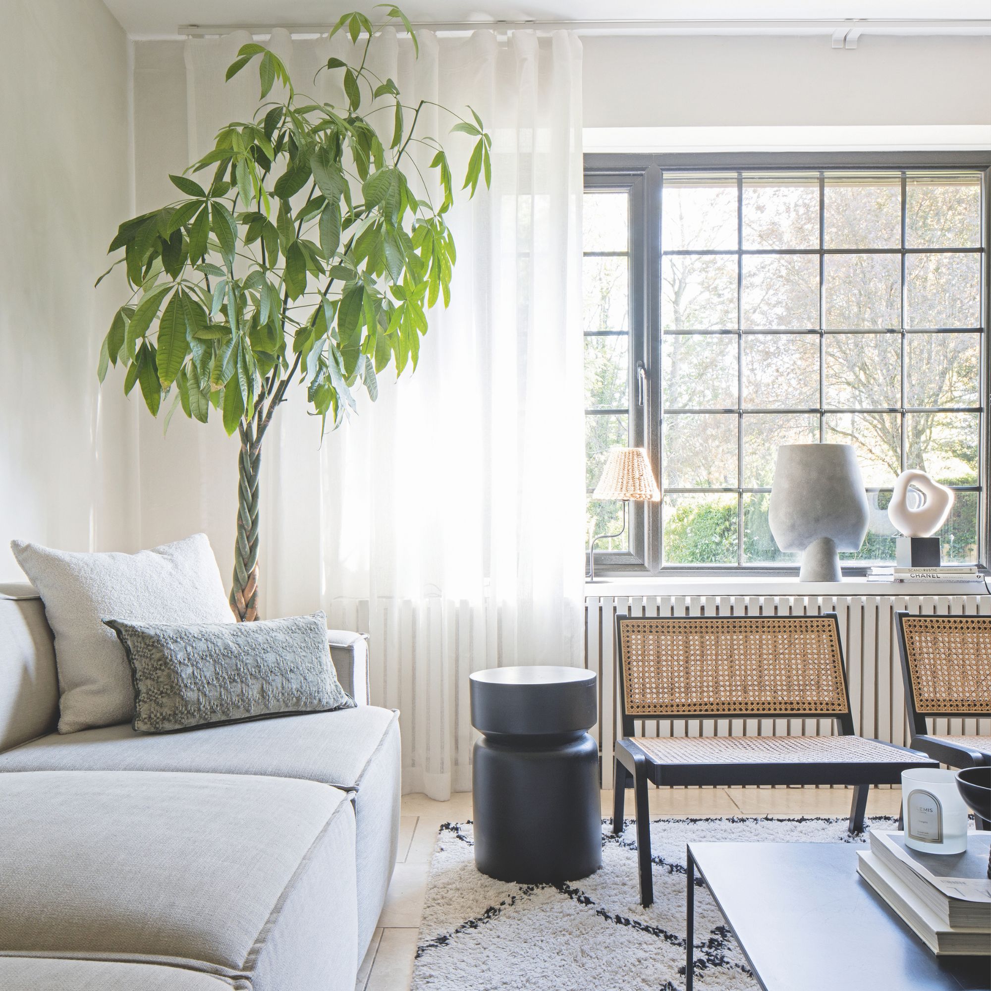 Neutral painted living room with cream sofa next to a large tree, and chairs in front of a large window