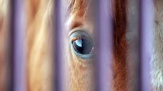 The European Food Safety Authority has provided a report to the European Commission with evidence around welfare conditions for horses during long-distance transport for slaughter in the EU