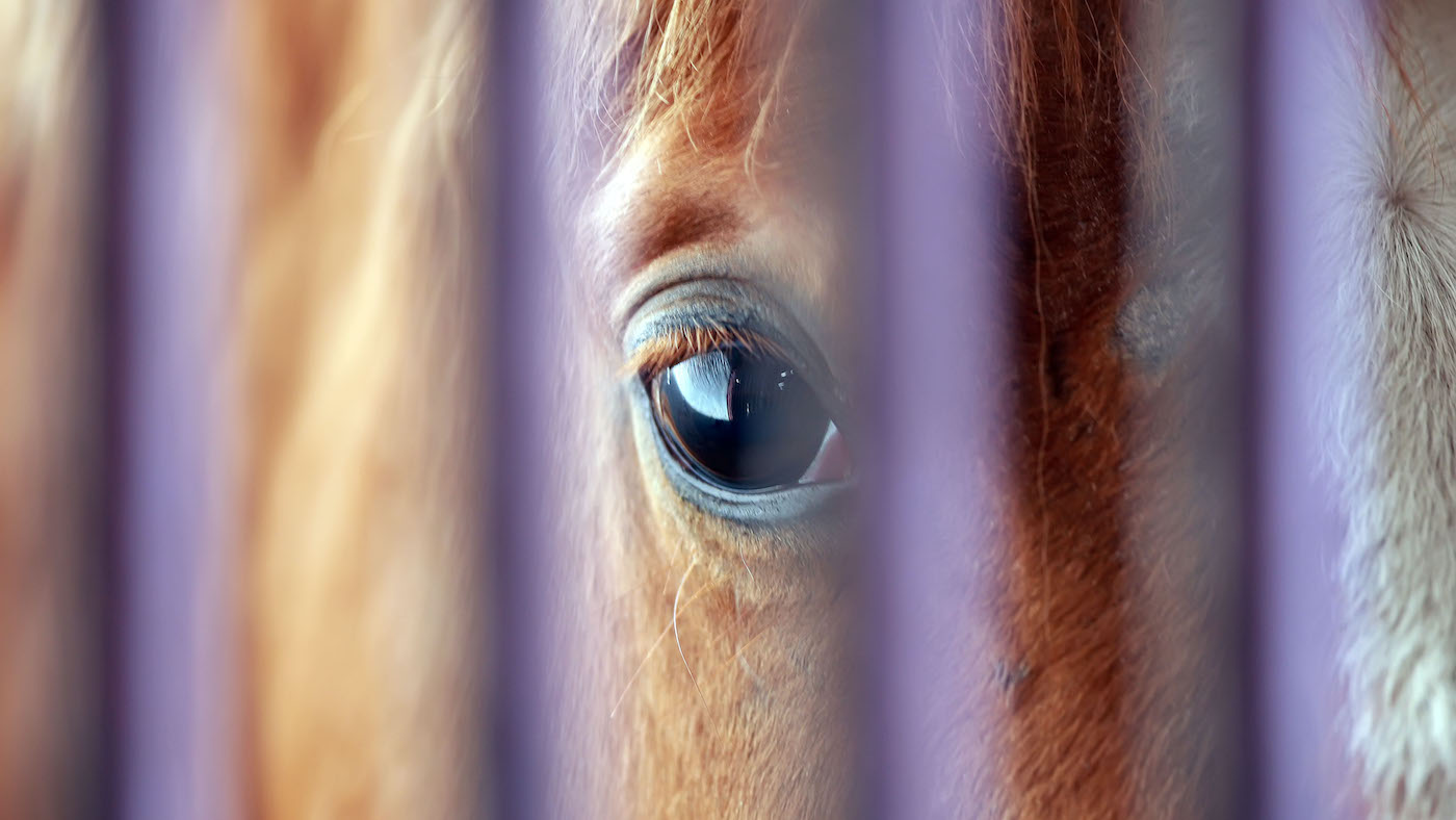 The European Food Safety Authority has provided a report to the European Commission with evidence around welfare conditions for horses during long-distance transport for slaughter in the EU