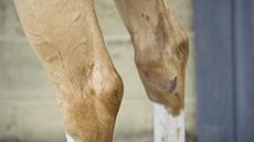 Hocks.jpg