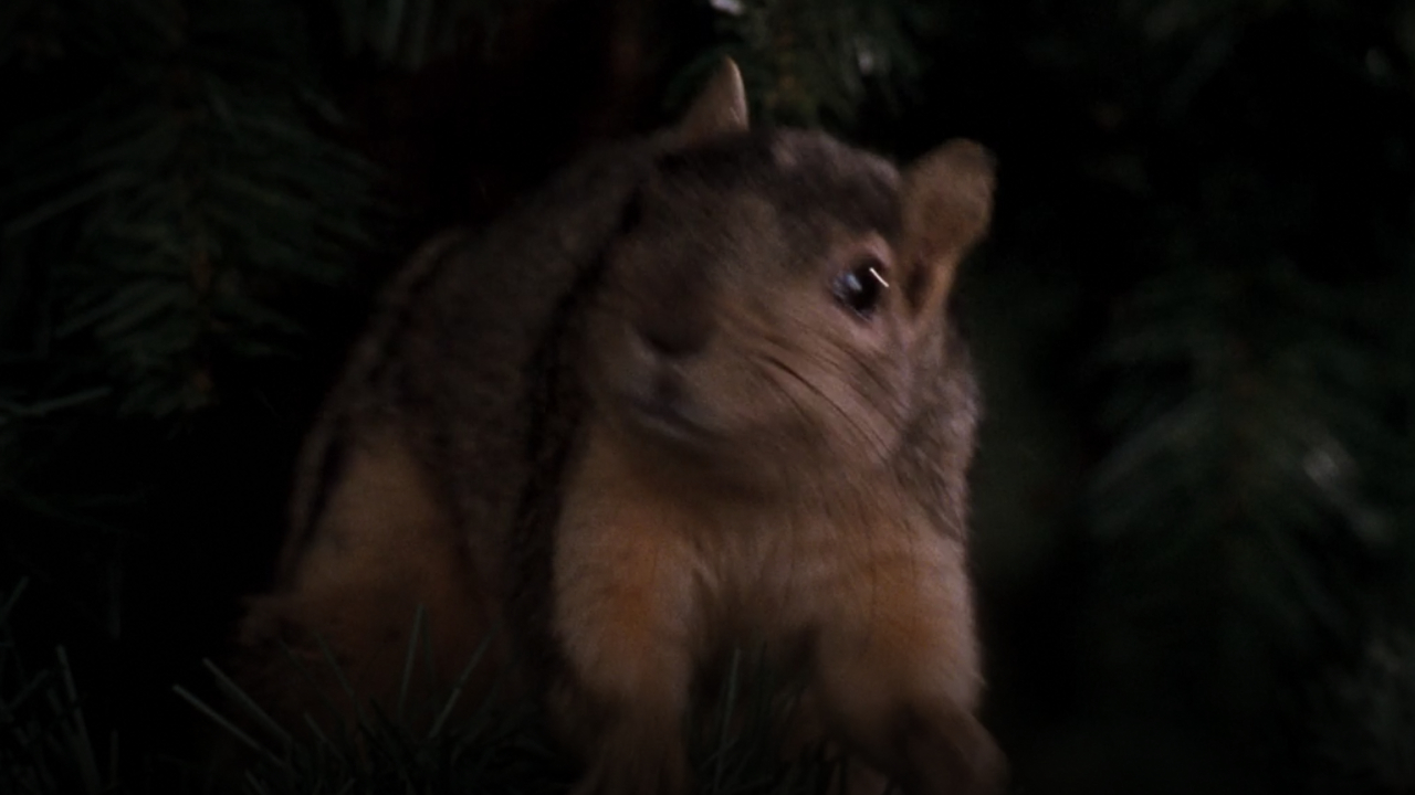 Squirrel from National Lampoon's Christmas Vacation