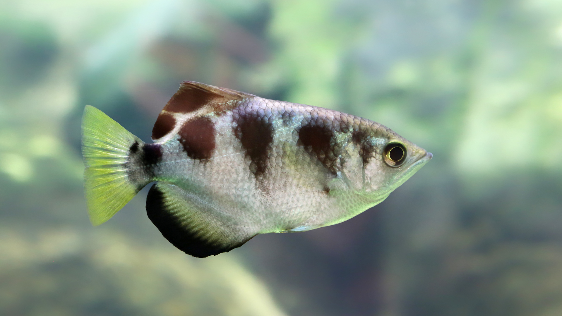 Close-up photo of a banded archerfish