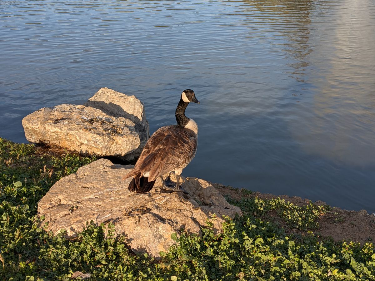 A Google Pixel 9a camera sample showing a goose standing on a rock near a pond.