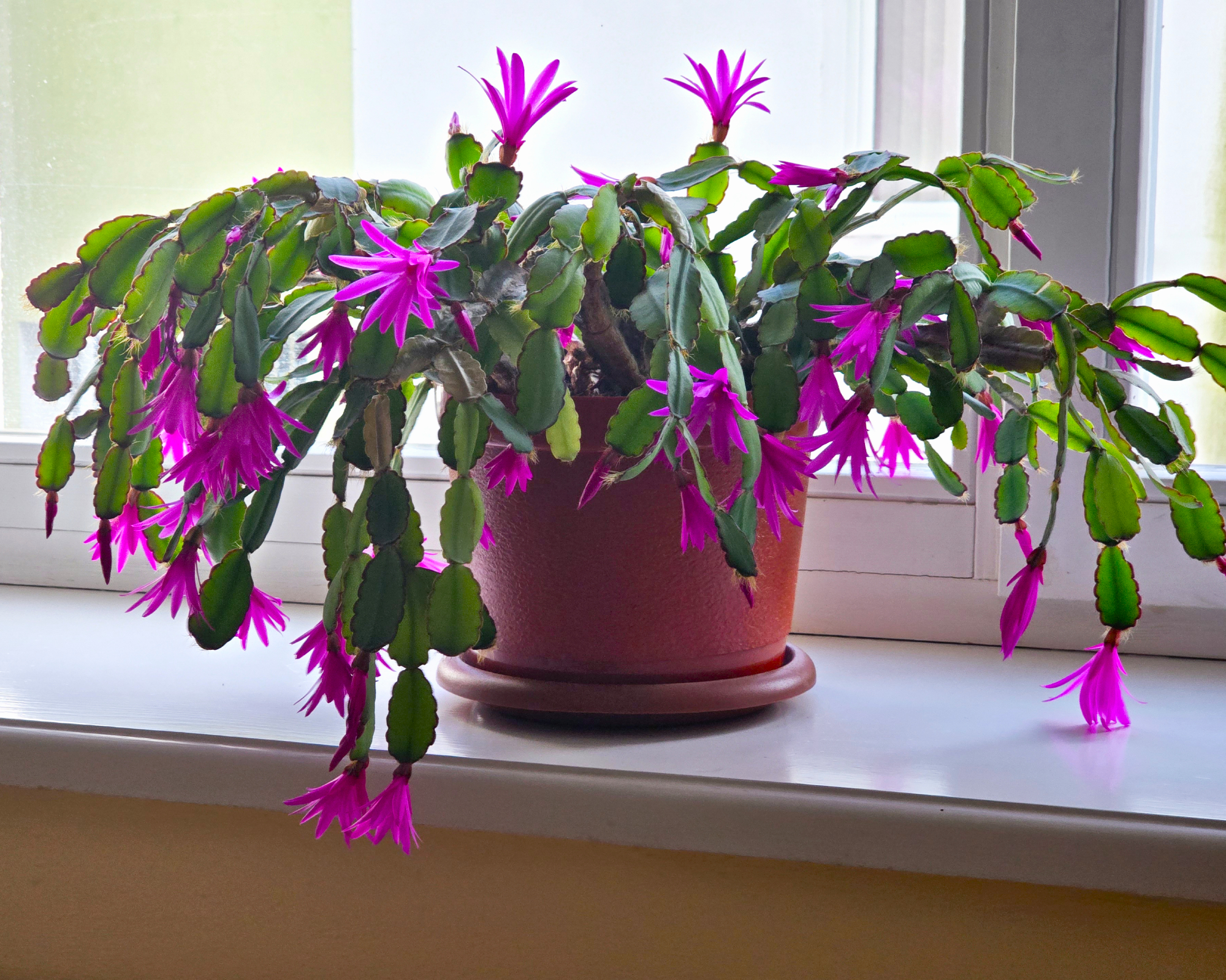 easter cactus on a windowsill