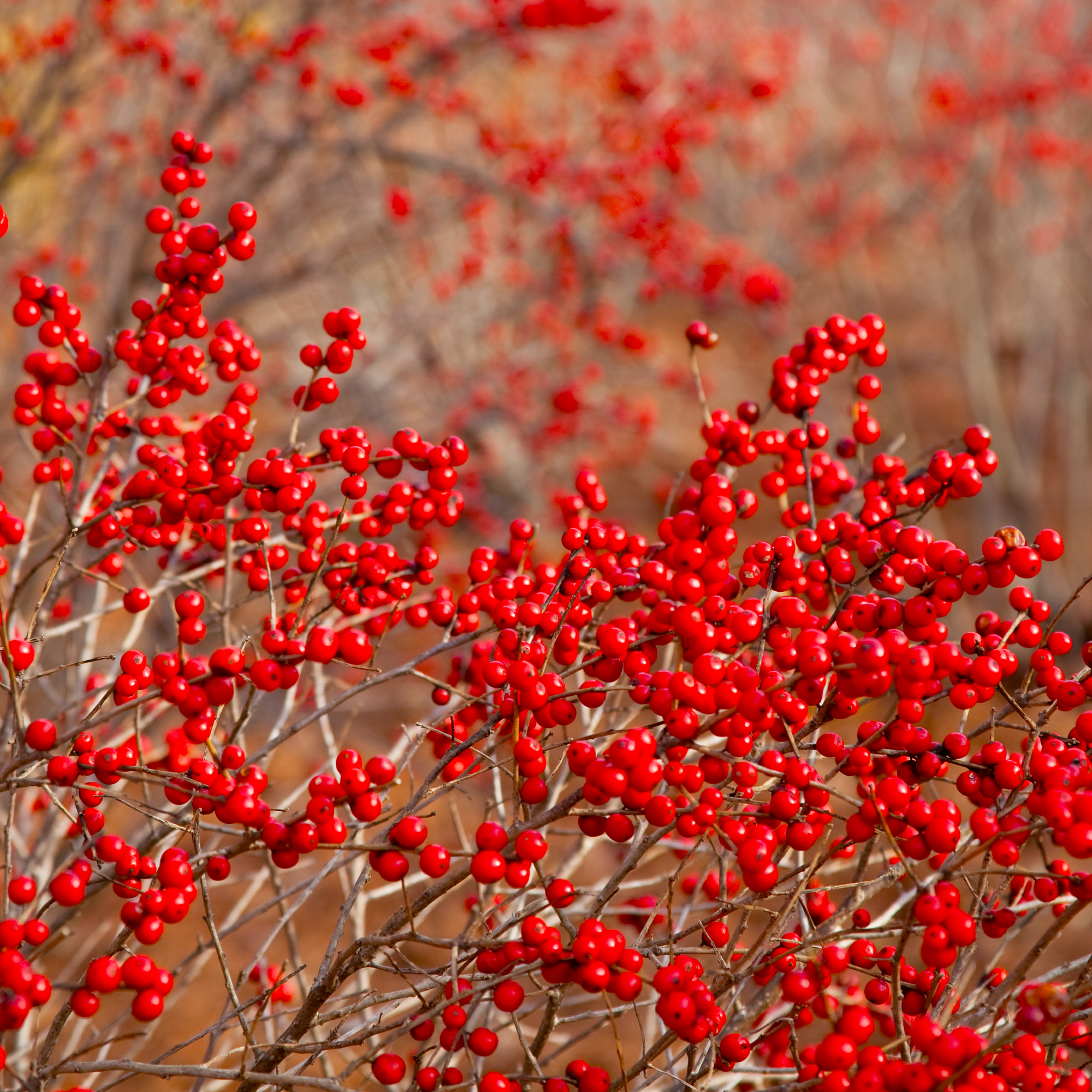 bare winterberry shrub with red berries