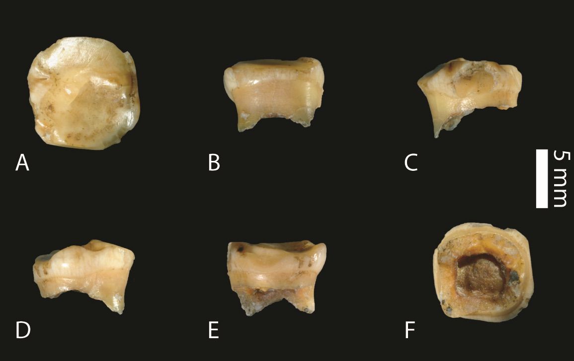 Scientists say the molar tooth found in Denisova Cave in Siberia estimate the tooth is at least 20,000 years older than previously examined Denisovan fossils.