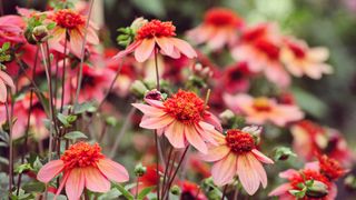 'Totally Tangerine' dahlias