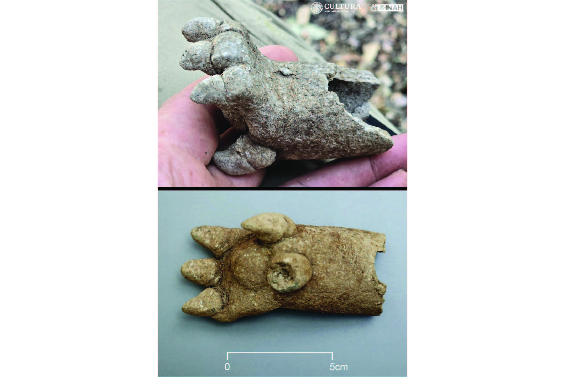 two views of a ceramic fragment of an animal paw