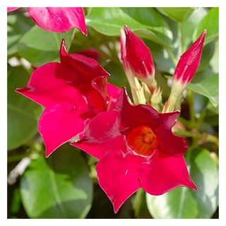 A close-up of mandevilla flowers