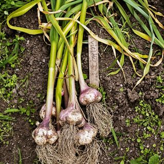 A high-angle view of garlic plants on soil