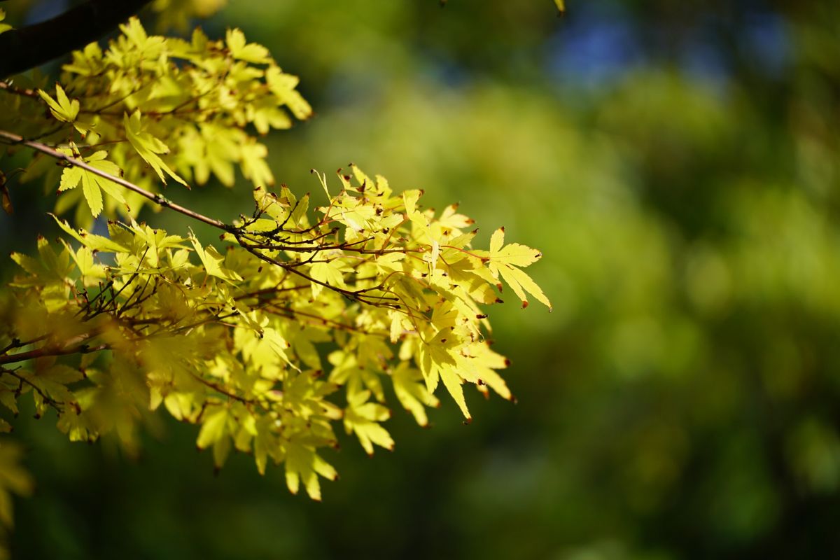 Sigma 50-120mm f/2.8 DC OS | C sample image