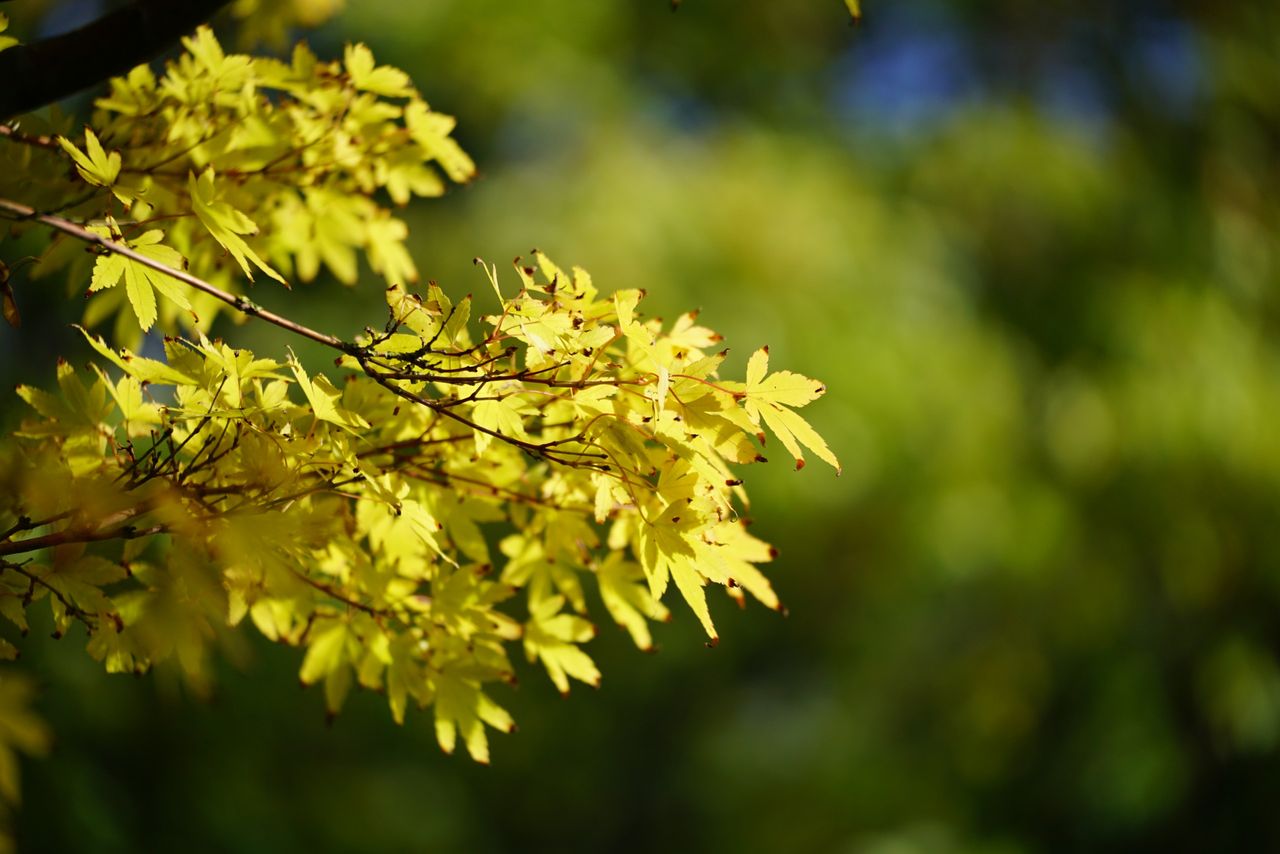 Sigma 50-120mm f/2.8 DC OS | C sample image