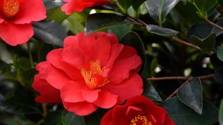 Japanese garden ideas Thompson and Morgan camellia 'Summer Nights Jasmine'