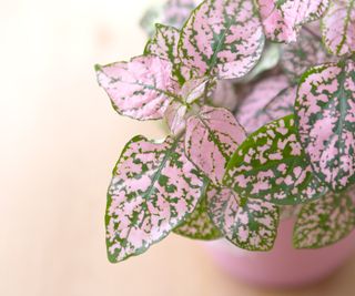 Pink and green polka dot plant