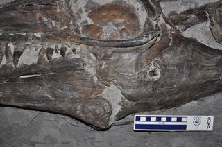 Look just to the right of the center of this skull to see where another mosasaur left a tooth in the jaw of this mosasaur.