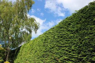 A tall green hedge against blue sky