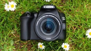 Canon EOS 250D/Rebel SL3 sitting on the grass with daisies