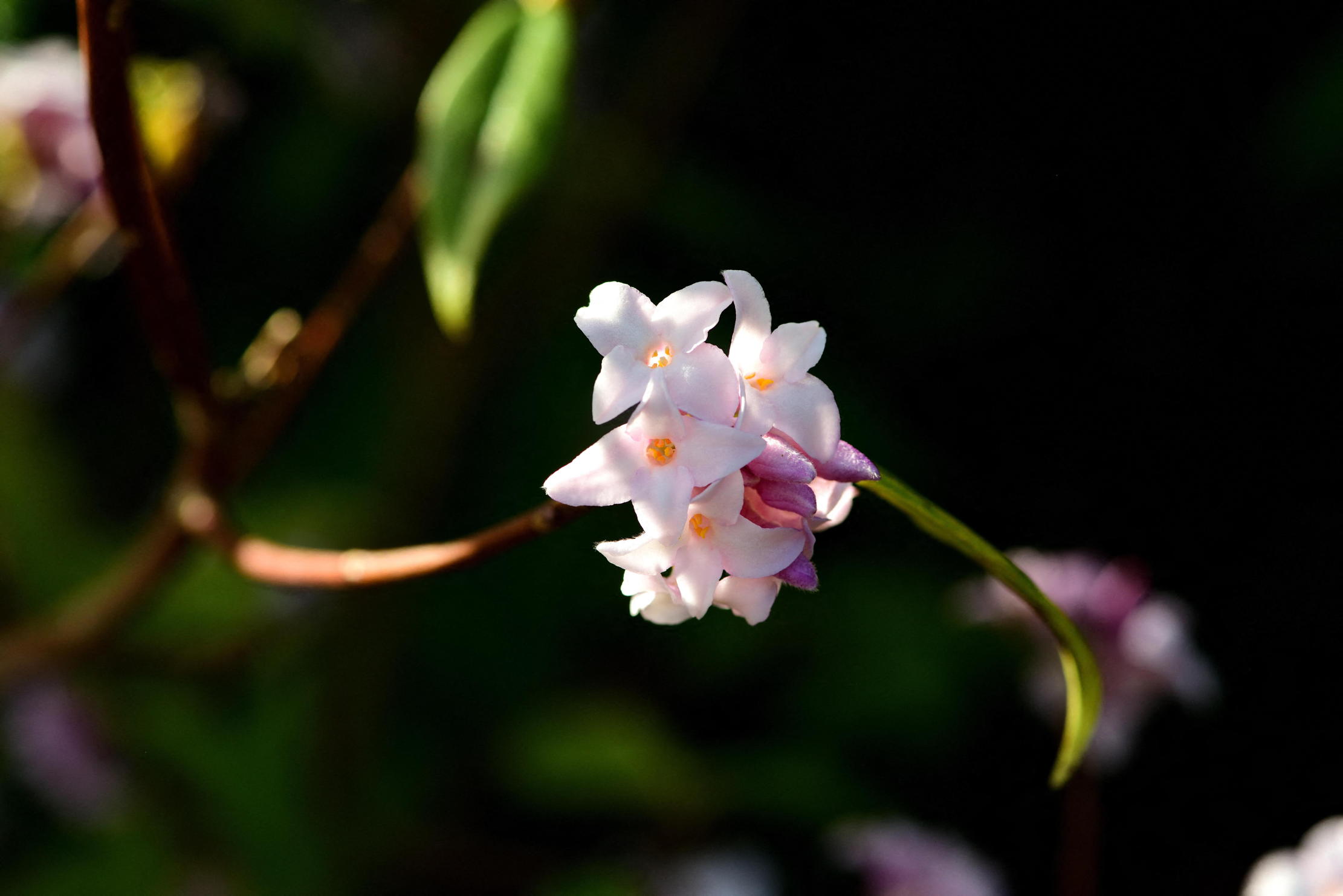  Daphne bholua Jacqueline Postill in flower.