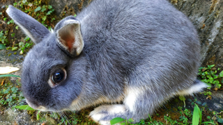 Grey rabbit hunched over